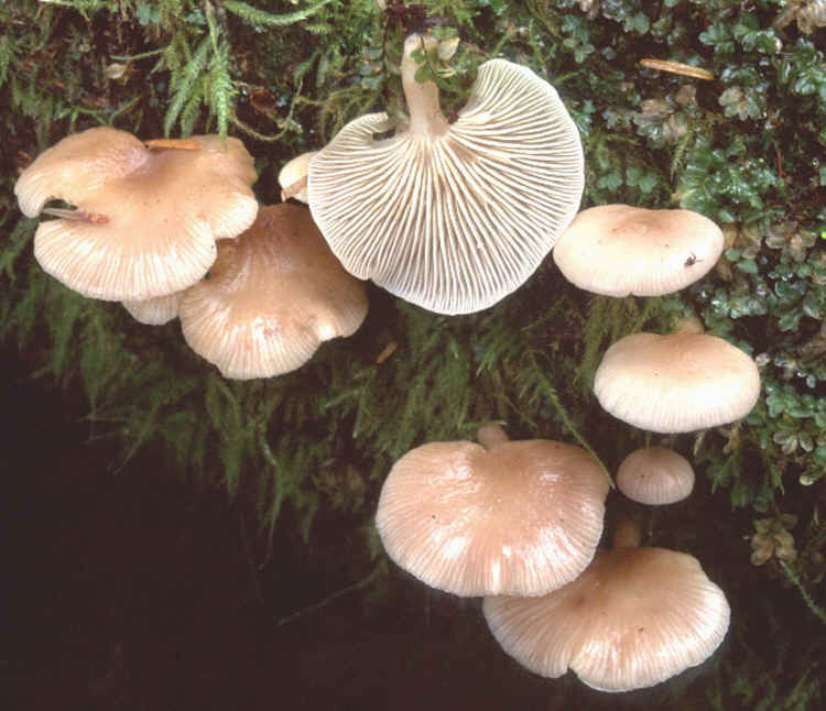 Panellus longinquus